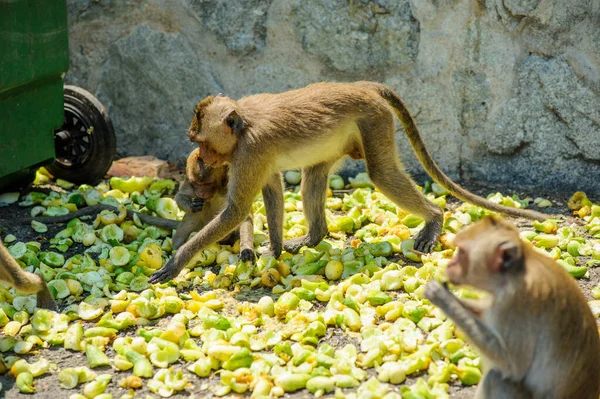 Małpa Dżungli — Zdjęcie stockowe