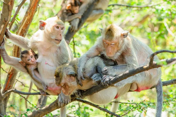 Małpy Zoo — Zdjęcie stockowe