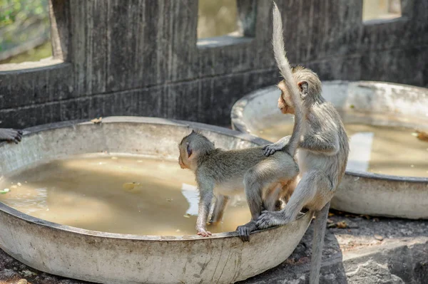 Macaques Nemen Water Procedures Apenberg — Stockfoto