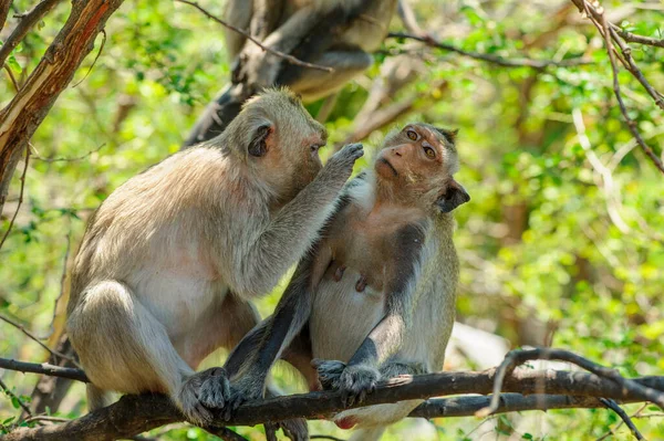 Deux Singes Dans Forêt — Photo