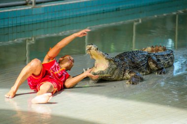 Tayland - 30 Ekim 2014: Timsah ve cesur bir terbiyeci