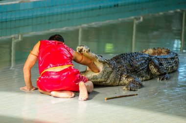 Tayland - 30 Ekim 2014: Timsah ve cesur bir terbiyeci