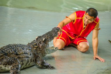 Tayland - 30 Ekim 2014: Timsah ve cesur bir terbiyeci