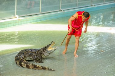 Tayland - 30 Ekim 2014: Timsah ve cesur bir terbiyeci