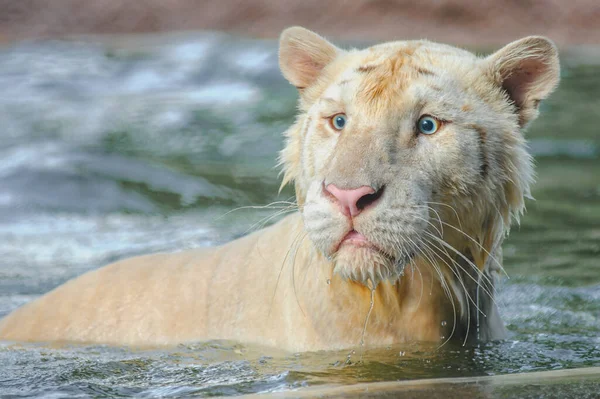 Liger Směs Tygra Lva Přírodním Pozadí — Stock fotografie