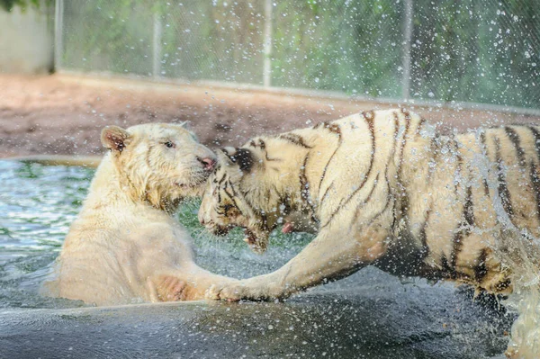 Liger Mélange Tigres Lions Sur Fond Nature — Photo