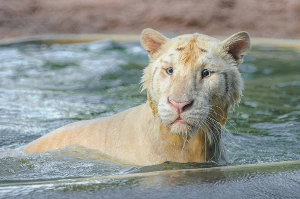 Liger Směs Tygra Lva Přírodním Pozadí — Stock fotografie