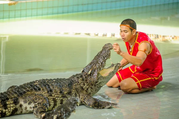 Tayland - 30 Ekim 2014: Timsah ve cesur bir terbiyeci