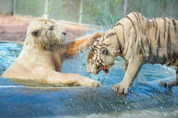 在大自然的背景下把老虎和狮子混合在一起 免版税图库图片