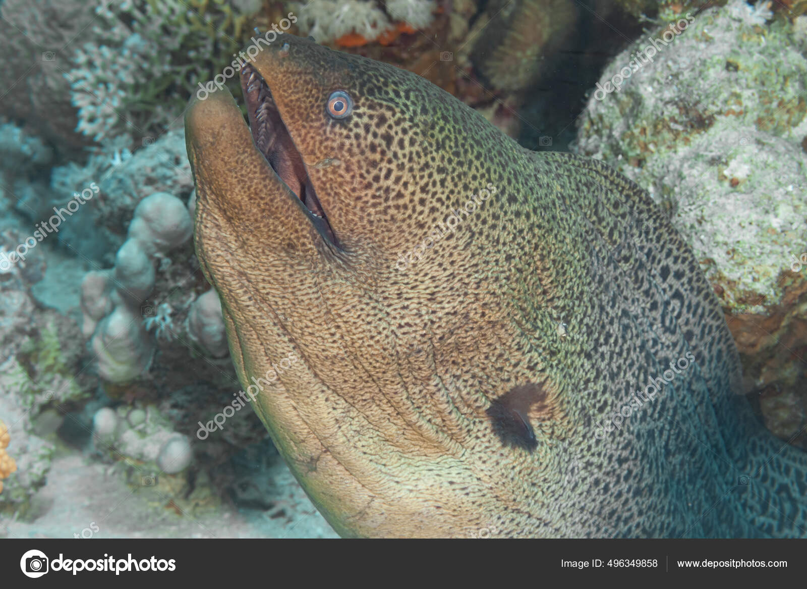 Peces Del Mar Rojo Morena Gigante Como Nombre Indica Una Fotografia De Stock C Ukrwine1 Gmail Com Depositphotos