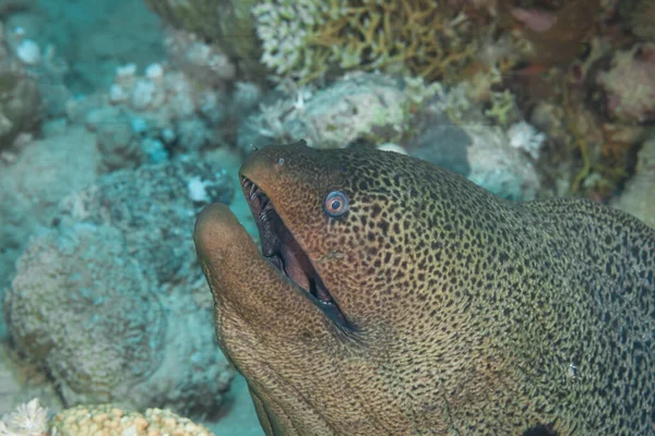 Fish Red Sea Giant Moray Name Suggests Large Eel — Stock Photo, Image