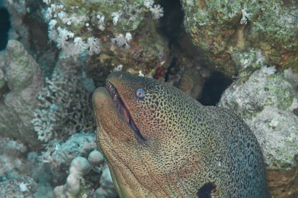 Fish Red Sea Giant Moray Name Suggests Large Eel — Stock Photo, Image