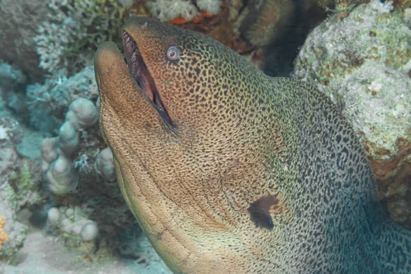 Fish Red Sea Giant Moray Name Suggests Large Eel — Stock Photo, Image