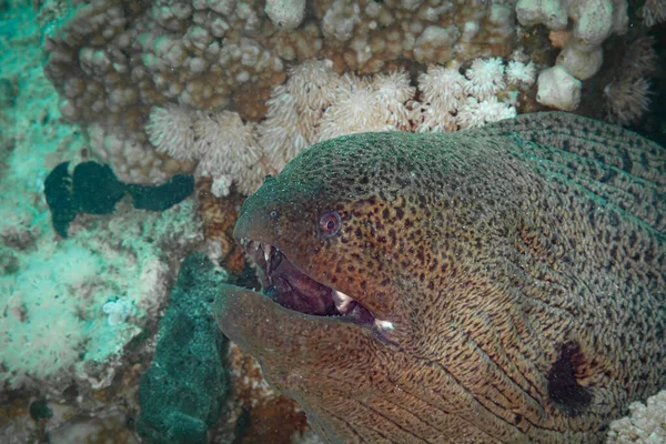 Fish Red Sea Giant Moray Name Suggests Large Eel — Stock Photo, Image