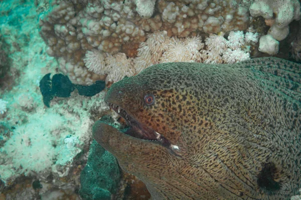 Fish Red Sea Giant Moray Name Suggests Large Eel — Stock Photo, Image