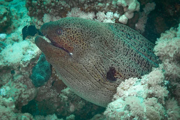 Fish Red Sea Giant Moray Name Suggests Large Eel — Stock Photo, Image