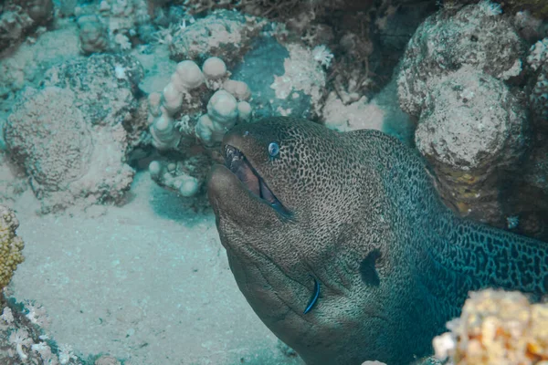 Fish Red Sea Giant Moray Name Suggests Large Eel — Stock Photo, Image