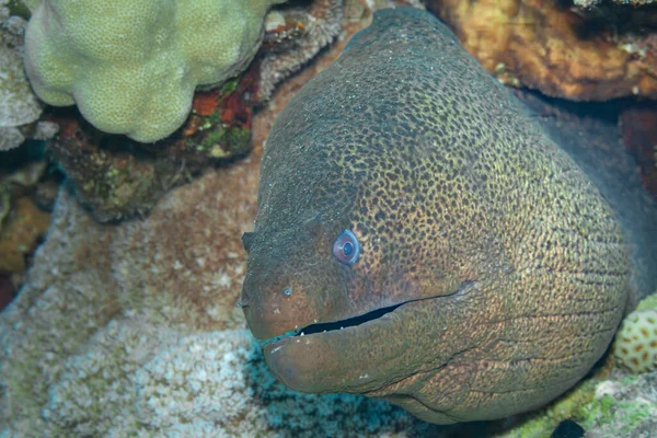 Fish Red Sea Giant Moray Name Suggests Giant Moray Large — Stock Photo, Image