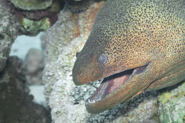 Fish Red Sea Giant Moray Name Suggests Giant Moray Large — Stock Photo, Image