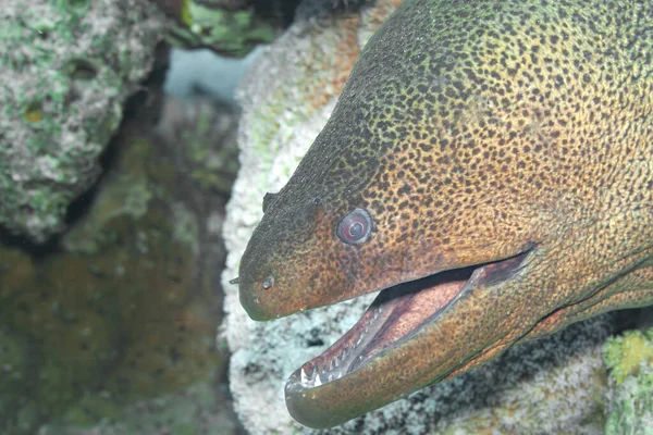 Peces Del Mar Rojo Morena Gigante Como Nombre Indica Morena — Foto de Stock