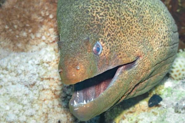 Ψάρια Της Ερυθράς Θάλασσας Giant Moray Όπως Υποδηλώνει Όνομα Γιγαντιαίο — Φωτογραφία Αρχείου
