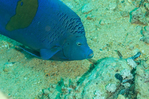 Fish Red Sea Yellowbar Angelfish Species Marine Ray Finned Fish — Stock Photo, Image