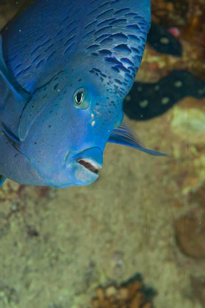 Fish Red Sea Yellowbar Angelfish Species Marine Ray Finned Fish — Stock Photo, Image