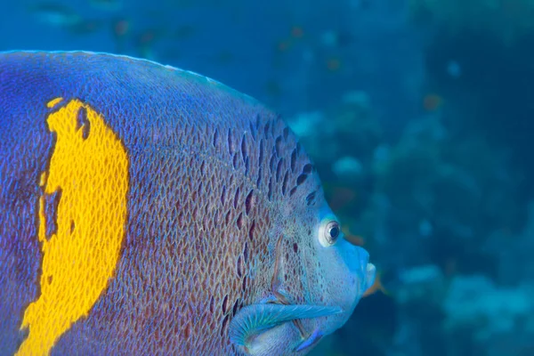 紅海の魚 イエローバー エンジェルフィッシュ Yellowbar Angelfish ポンアカンサイダエ科の魚類である 西インド洋で発見され 最近では東地中海で発見された — ストック写真