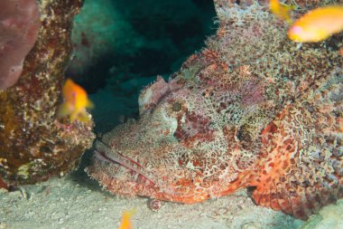 Kızıl Deniz Balığı. Akrep Balığı