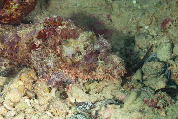 Fish Red Sea Scorpionfish — Stock Photo, Image
