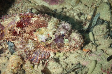 Kızıl Deniz Balığı. Akrep Balığı