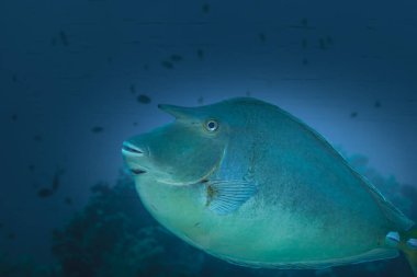 Kızıl Deniz Balığı. Kırmızı dişli tetik balığı