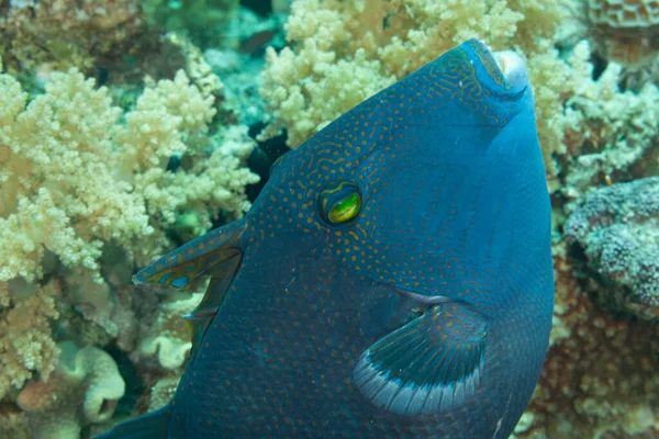 Fish Red Sea Redtoothed Triggerfish — Stock Photo, Image