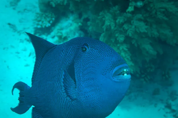 Ryby Rudého Moře Zubatá Spouštěcí Ryba — Stock fotografie