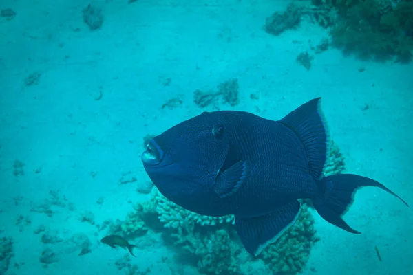 Fish Red Sea Redtoothed Triggerfish — Stock Photo, Image