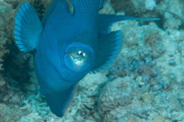 紅海の魚 歯を食いしばったトリガーフィッシュ — ストック写真