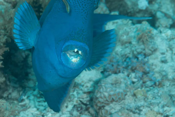 Poisson Mer Rouge Bécasseau Dents Rouges — Photo