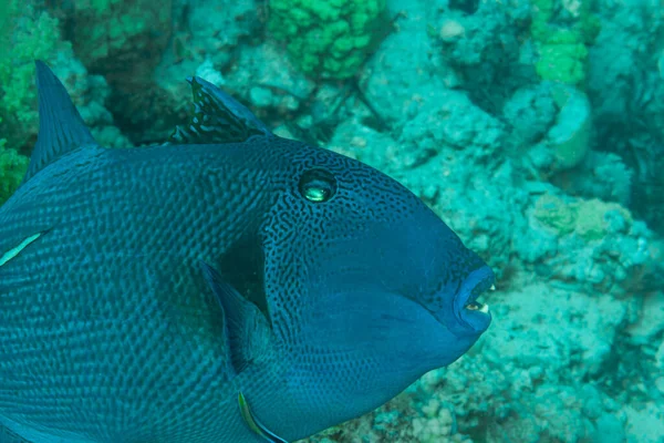 Fish Red Sea Redtoothed Triggerfish — Stock Photo, Image