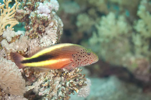 紅海の魚 少年鷹狩り — ストック写真