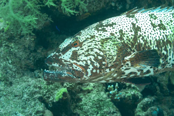 Pesce Del Mar Rosso Cernia Mimetica — Foto Stock