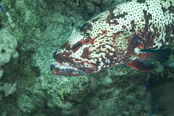 Fish Red Sea Camouflage Grouper — Stock Photo, Image