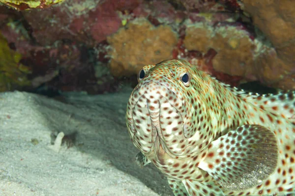 Fish of the Red sea. Greasy (Arabian) grouper