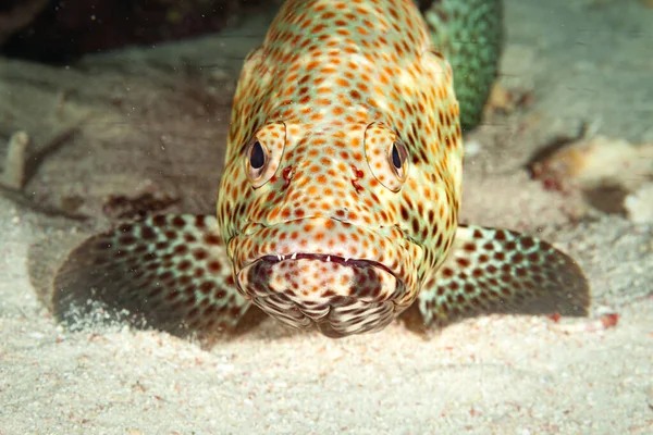 Röda Havets Fisk Greasy Arabian Grouper — Stockfoto