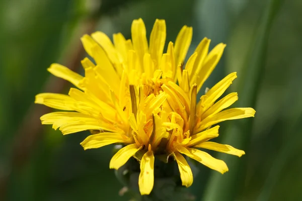 Gelber, frischer Löwenzahn — Stockfoto