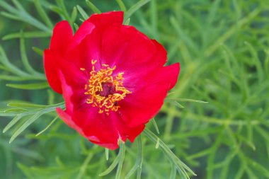 güzel bir kırmızı çiçek