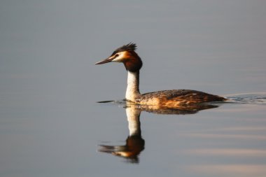 güzel yaban ördeği