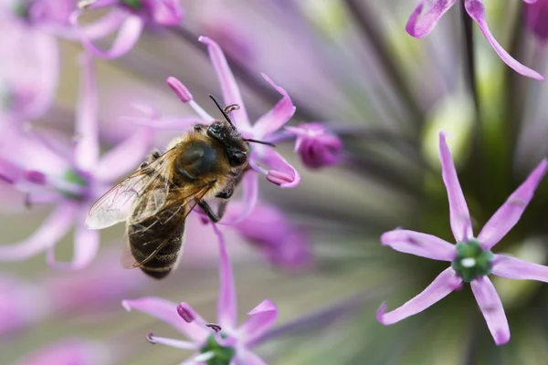 Eine Biene sammelt — Stockfoto
