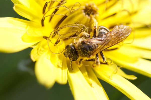 Biene sammelt eifrig — Stockfoto