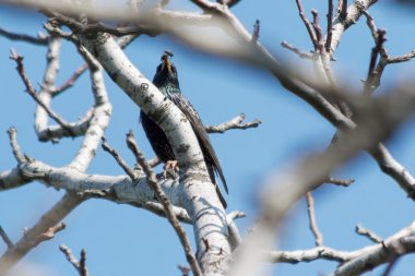 Güzel resim sığırcık