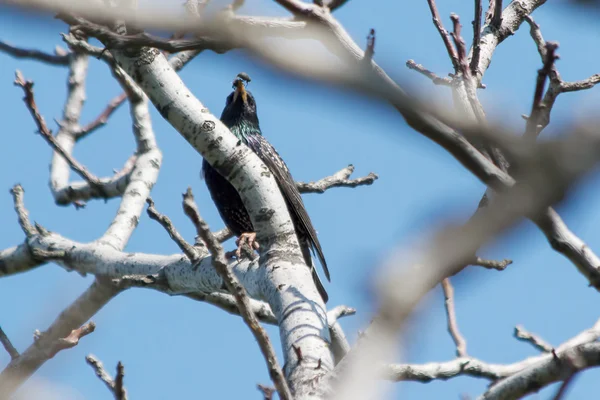 Güzel resim sığırcık